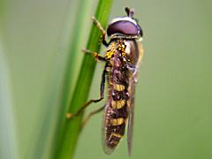 Syrphid Fly